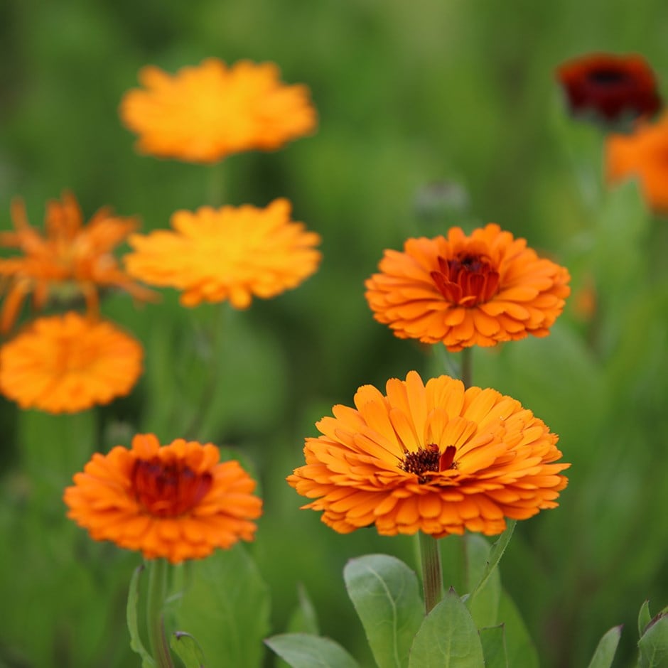 <I>Calendula officinalis</i> 'Indian Prince' (Prince Series)