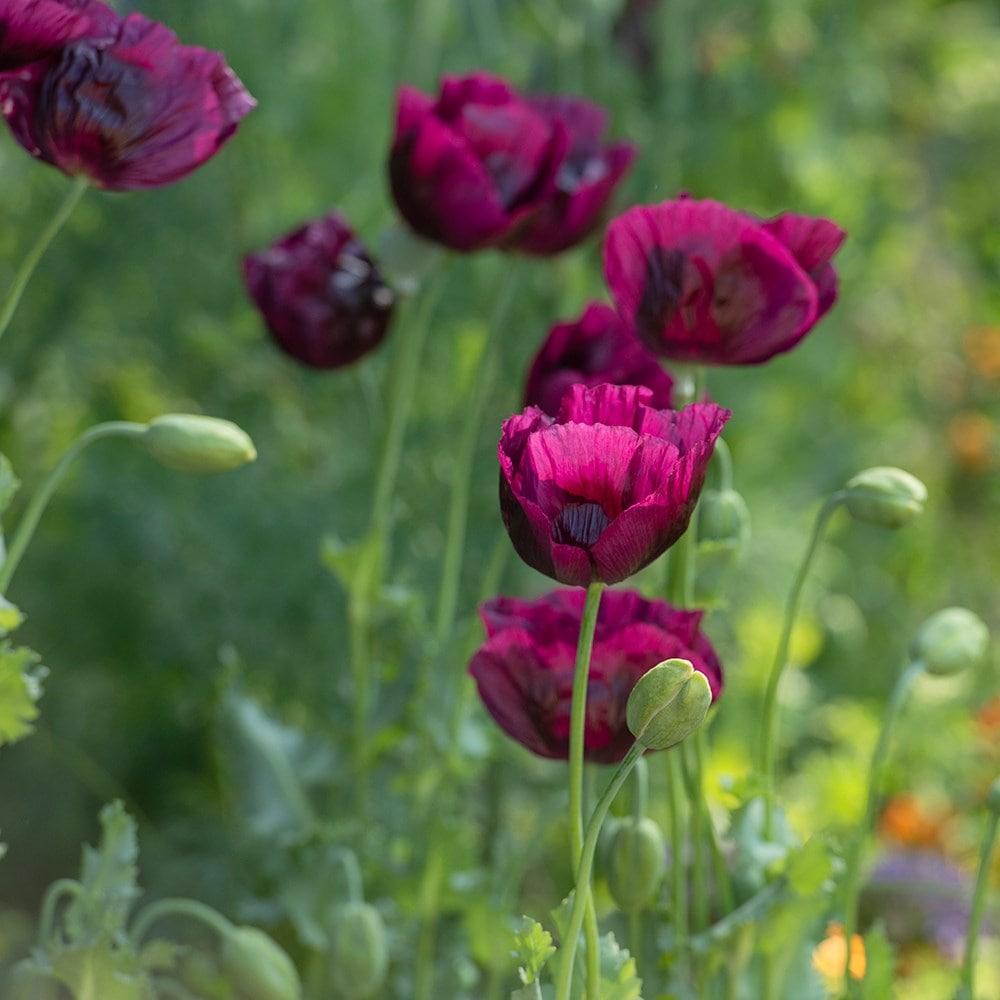 <i>Papaver somniferum</i> 'Lauren's Grape'