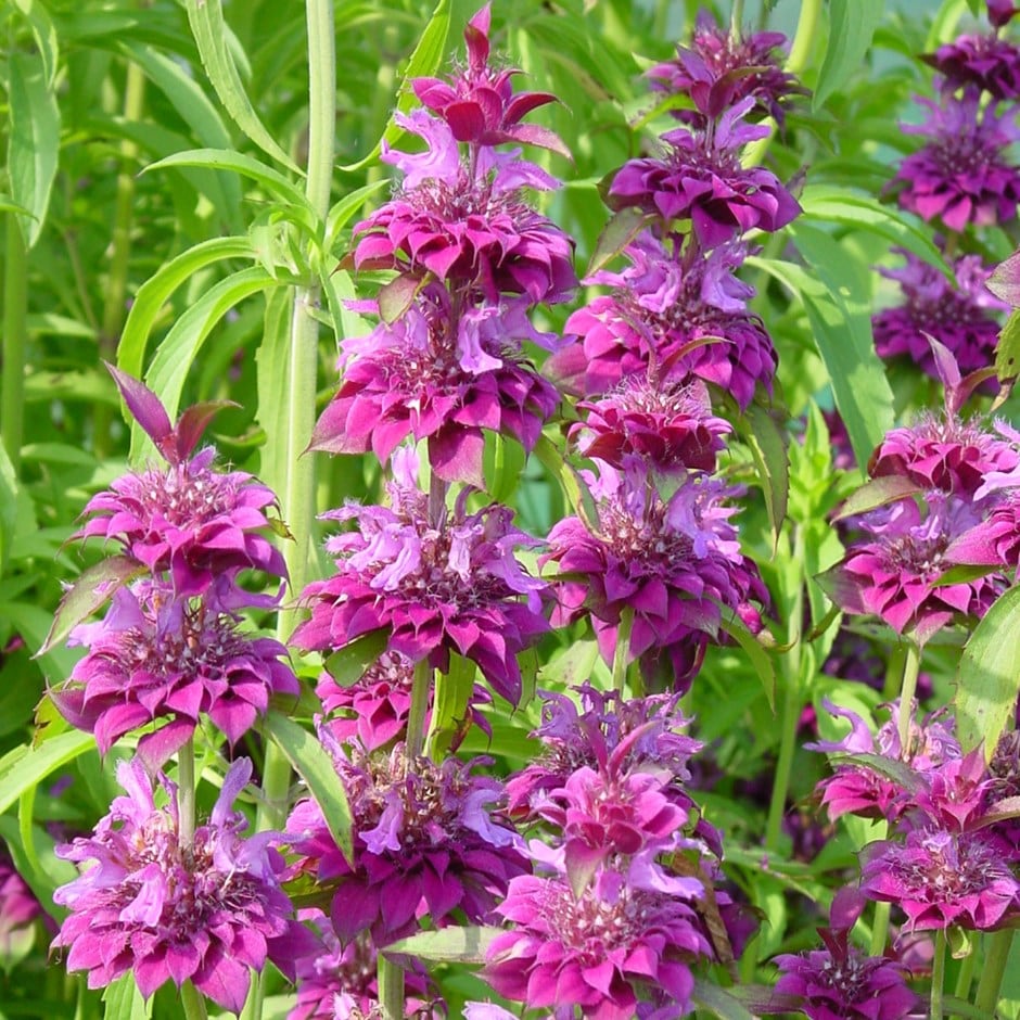 Buy bee balm Monarda 'Bergamo' Delivery by Waitrose Garden in