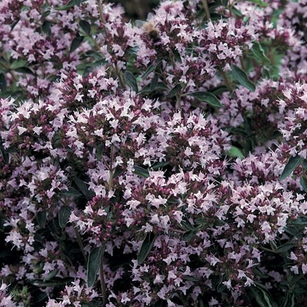 Origanum vulgare