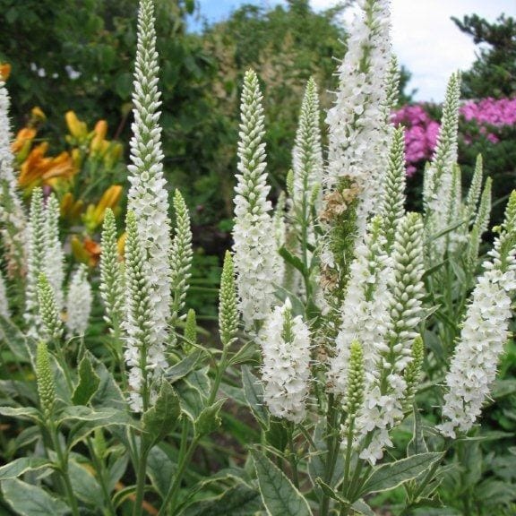 <i>Veronica longifolia</I> 'Charlotte' (PBR)