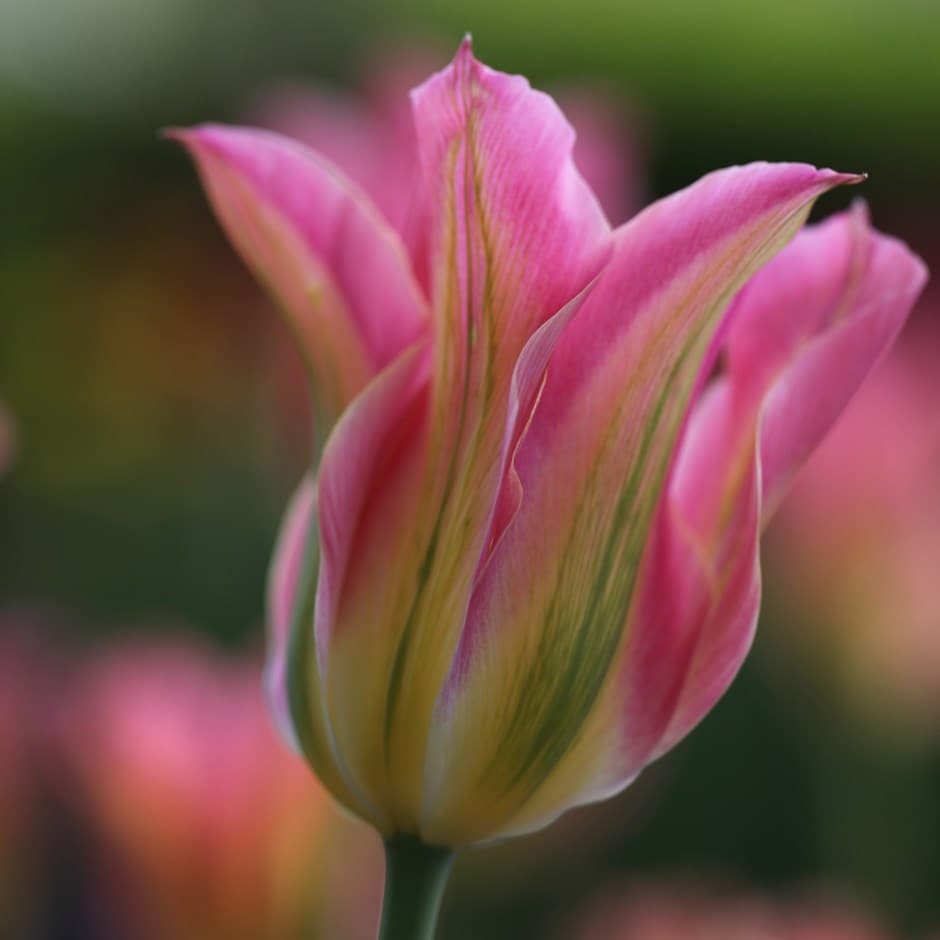 <i>Tulipa</i> 'Florosa'