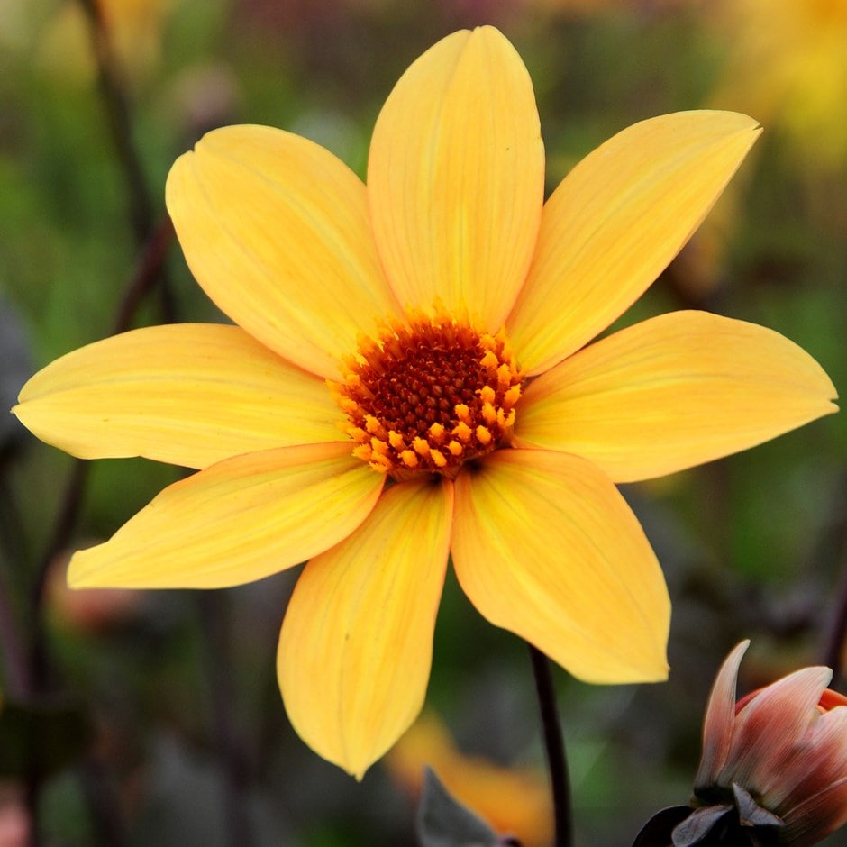 single-flowered dahlia single-flowered dahlia