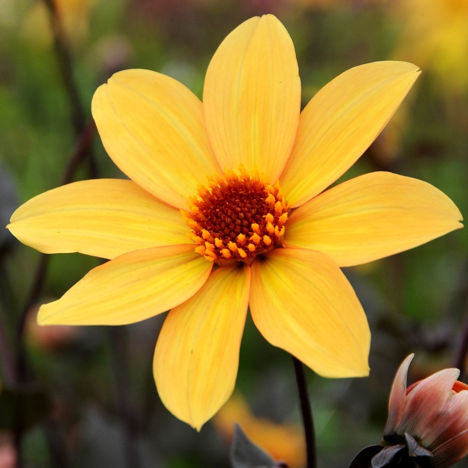 <i>Dahlia</i> 'Bishop of York'