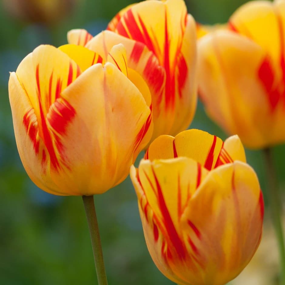<i>Tulipa</i> 'Olympic Flame'