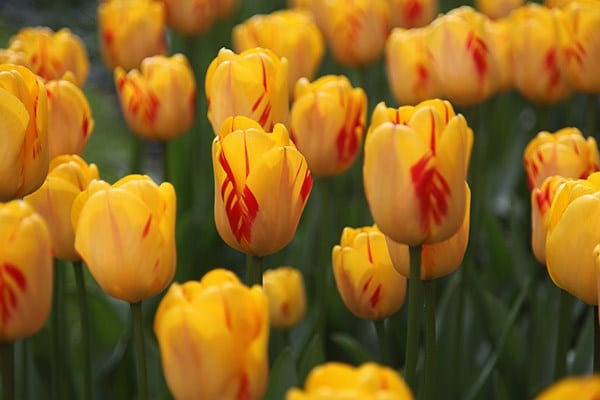 <i>Tulipa</i> 'Olympic Flame'