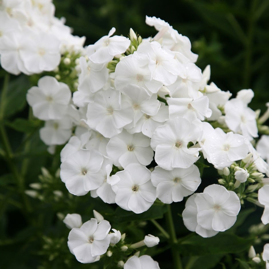 <i>Phlox paniculata</i> 'Rembrandt'