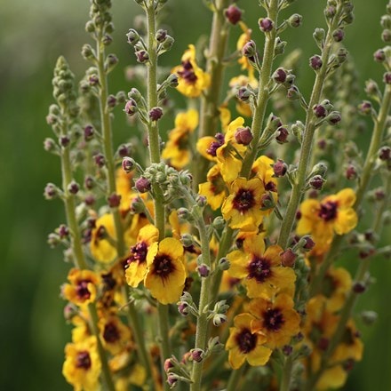 <I>Verbascum</I> (Cotswold Group) 'Cotswold Queen'
