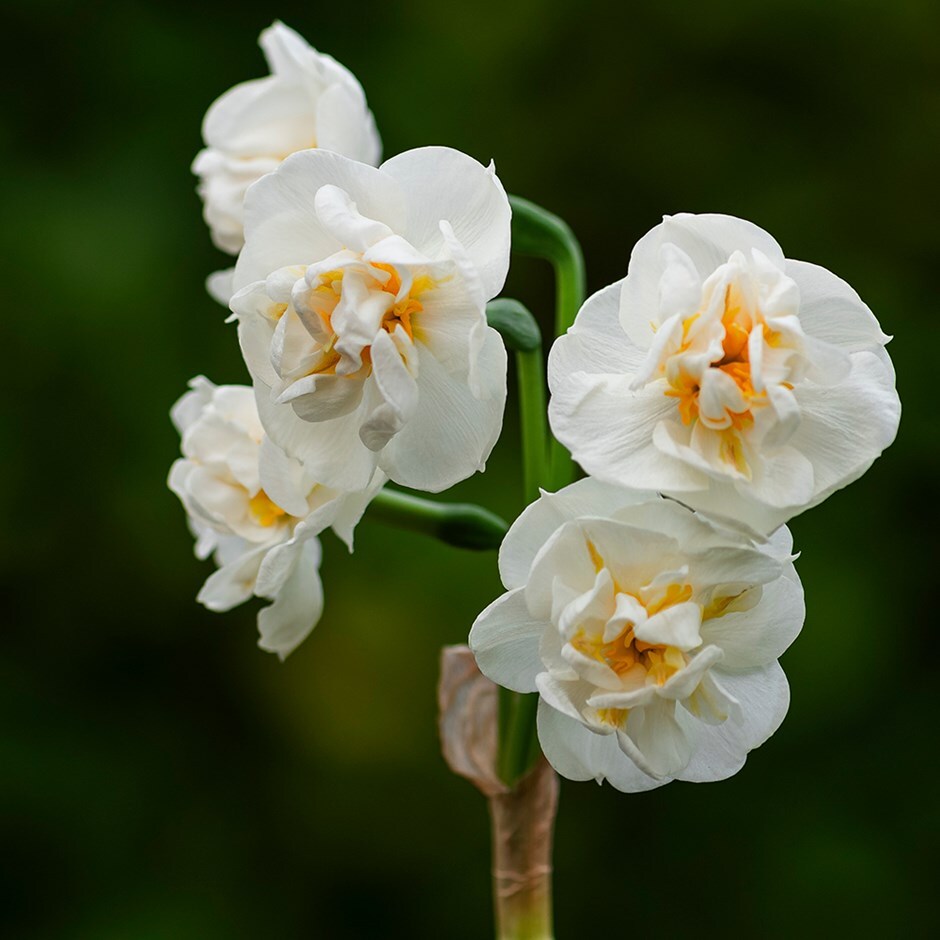 <i>Narcissus</i> 'Bridal Crown'