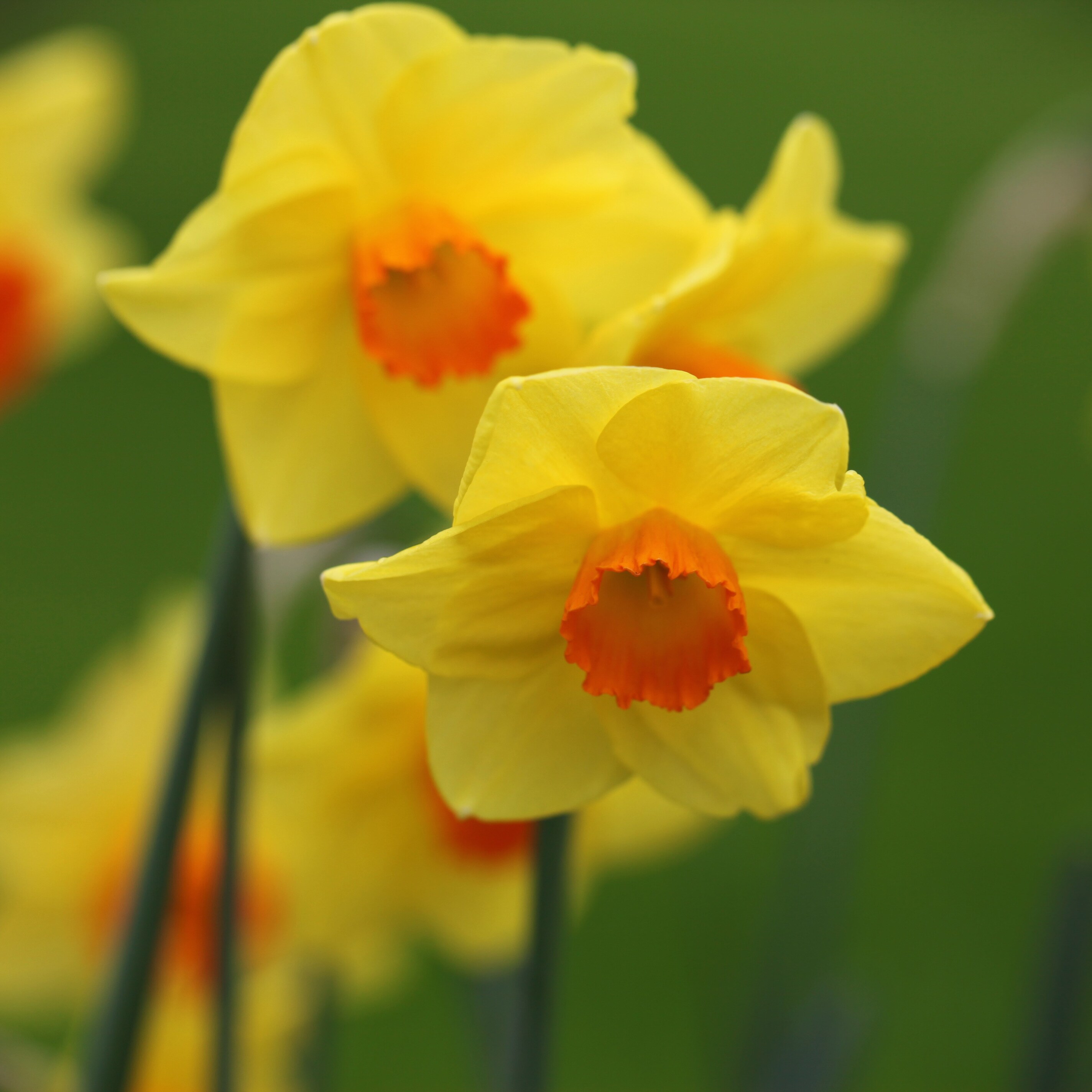 Buy Large Cupped Daffodil Bulbs Narcissus Red Devon: £1.99 Delivery By ...