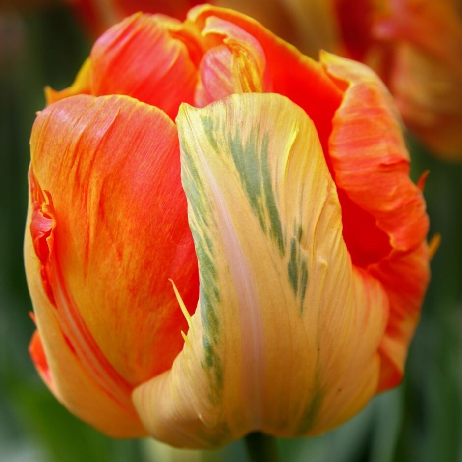 Buy parrot tulip bulbs Tulipa Professor Rontgen £2.49 Delivery by Crocus