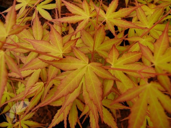 <I>Acer palmatum</i> 'Katsura'