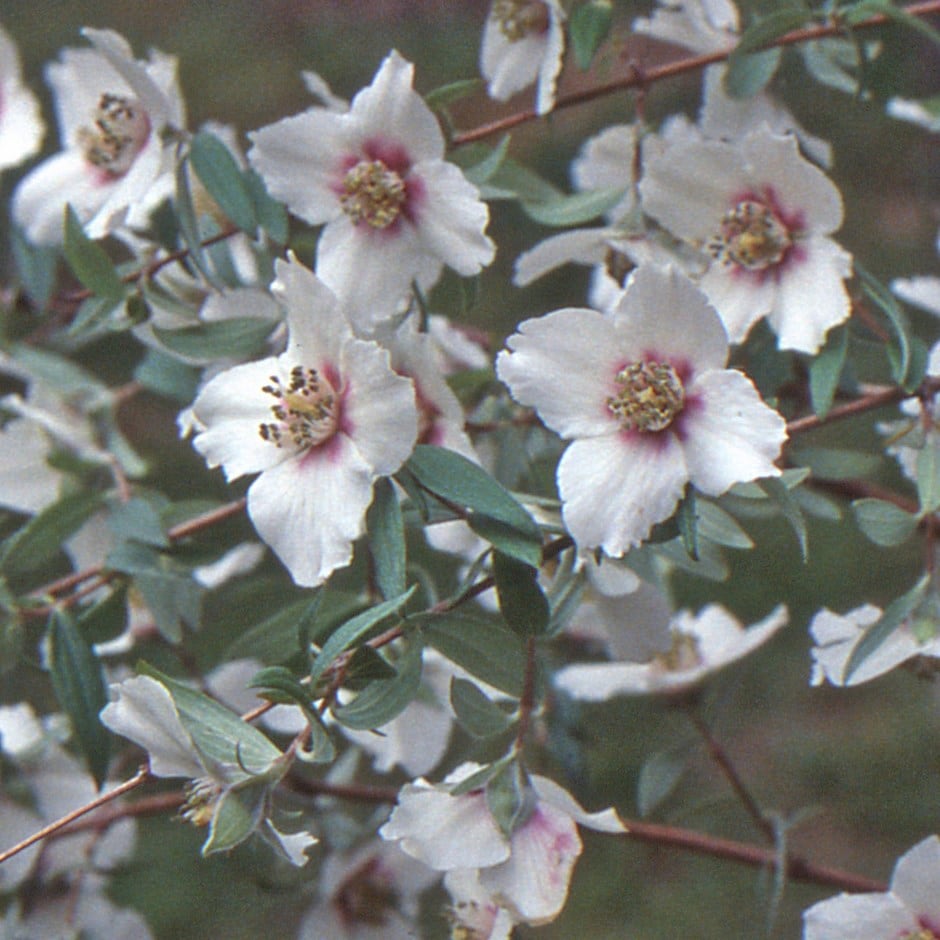 <i>Philadelphus maculatus</i> 'Sweet Clare'