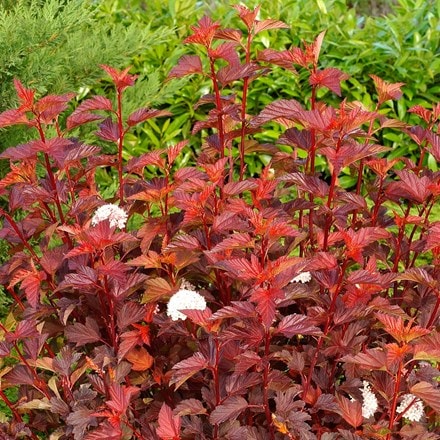 Physocarpus opulifolius Diable D'Or ('Mindia') (PBR)