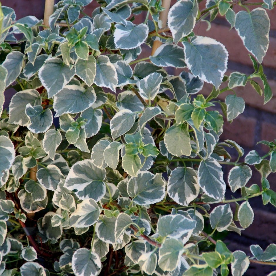 Buy climbing hydrangea Hydrangea anomala subsp. petiolaris Silver