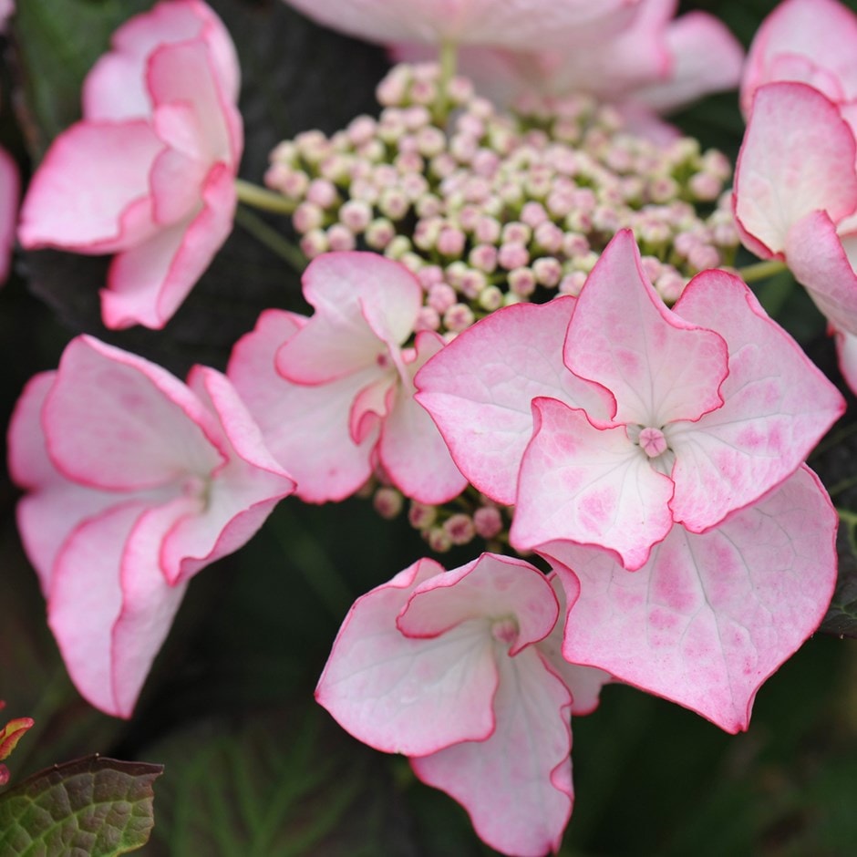 <i>Hydrangea macrophylla</i> 'Sheila' (Dutch Ladies Series)