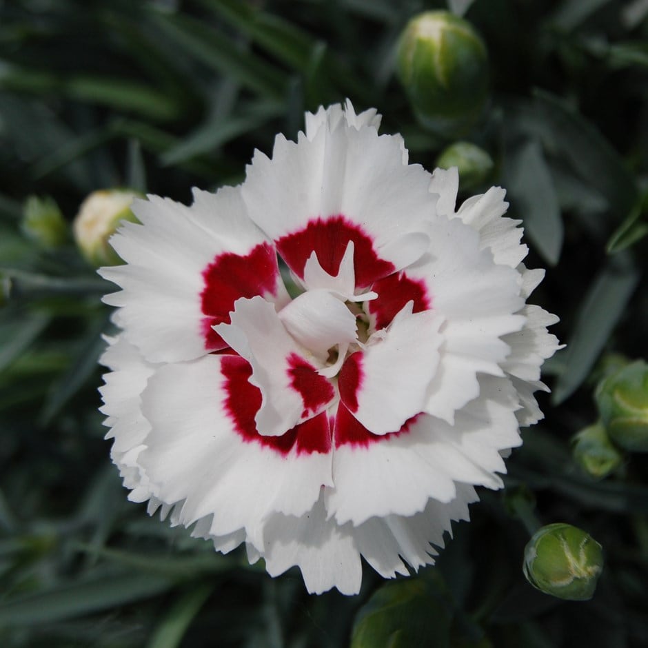 <i>Dianthus</i> <b class=small-caps>Coconut Sundae</b> ('Wp05 Yves') (Scent First Series)