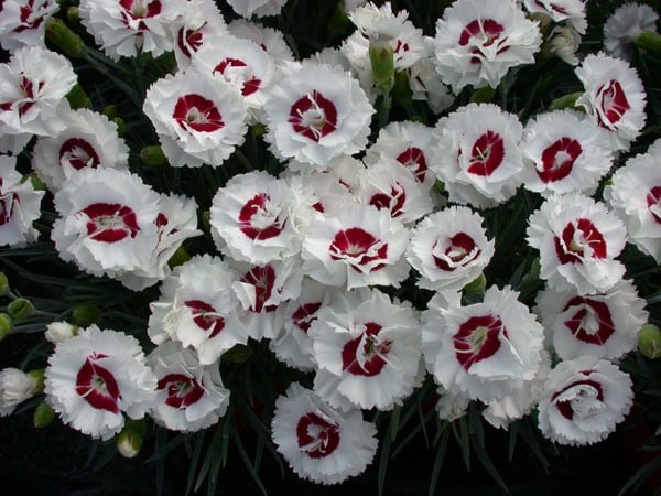 <i>Dianthus</i> <b class=small-caps>Coconut Sundae</b> ('Wp05 Yves') (Scent First Series)
