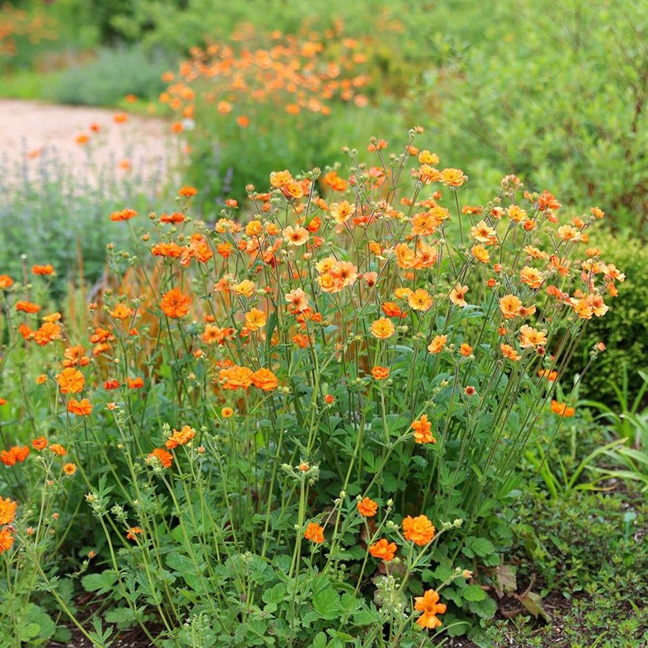 <i>Geum</i> 'Prinses Juliana'