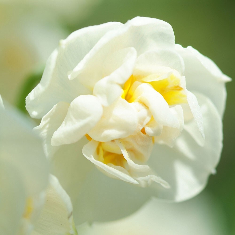 Award-winning fragrant multi-headed narcissus collection