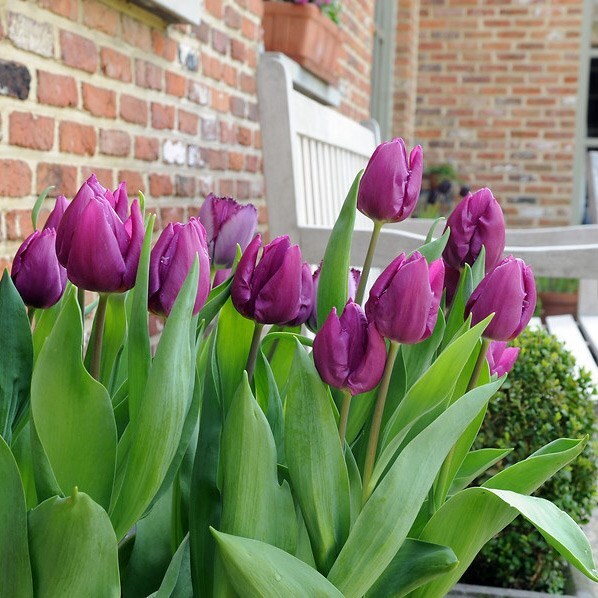 <i>Tulipa</i> 'Purple Prince'