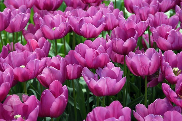 <i>Tulipa</i> 'Purple Prince'