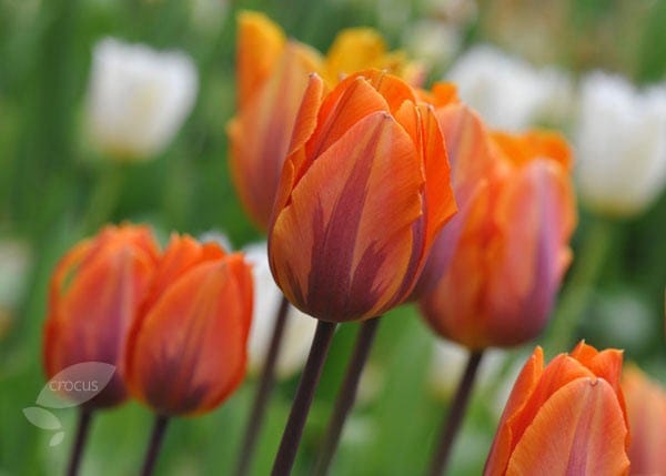 Royal tulip collection