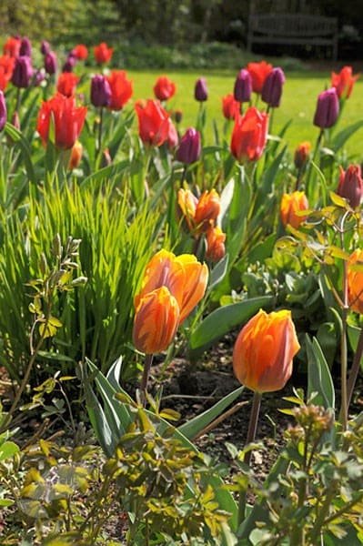 Royal tulip collection