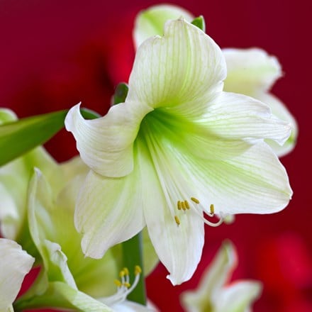 Hippeastrum (Galaxy Group) Christmas Gift