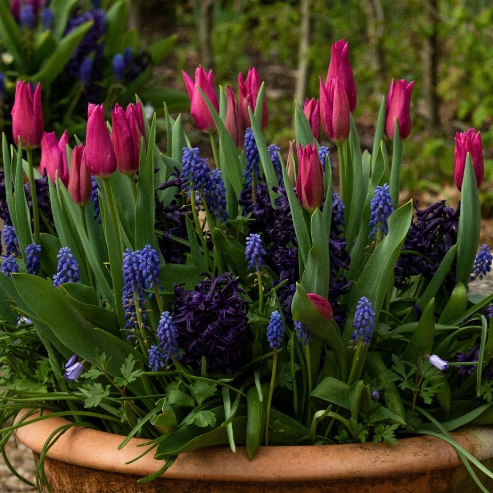 Bulbs for pots - Blues & pinks
