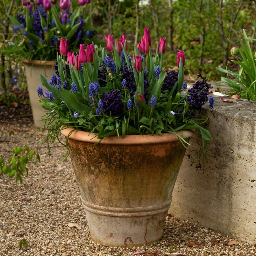 Bulbs for pots - Blues & pinks
