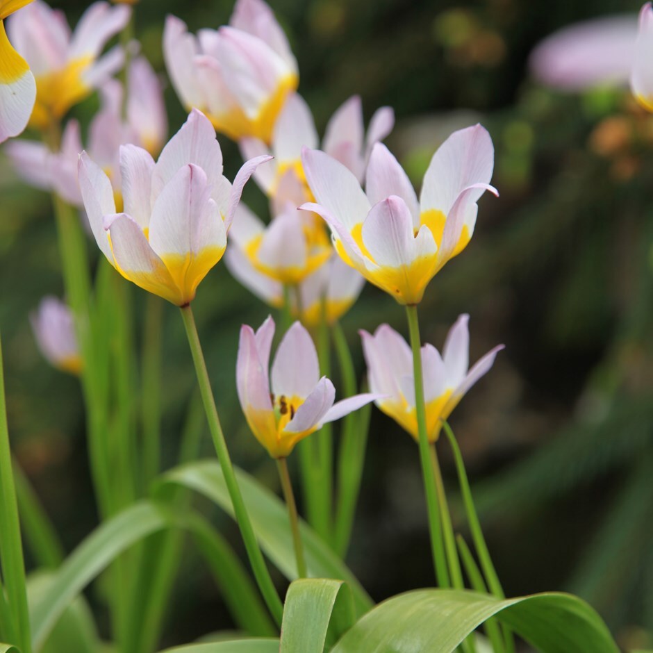 <i>Tulipa saxatilis</i> 