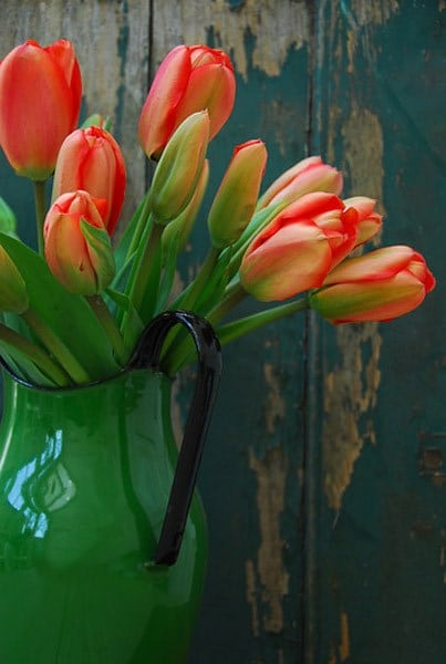 <i>Tulipa</i> 'Apeldoorn'