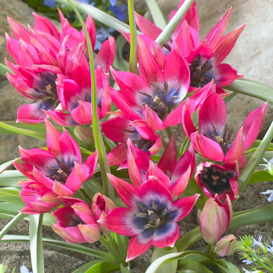 <i>Tulipa</i> 'Little Beauty'