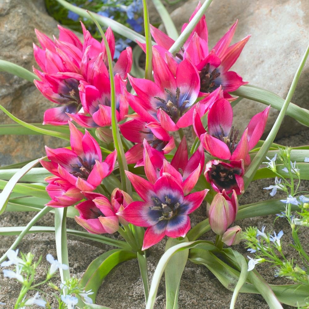 <i>Tulipa</i> 'Little Beauty'