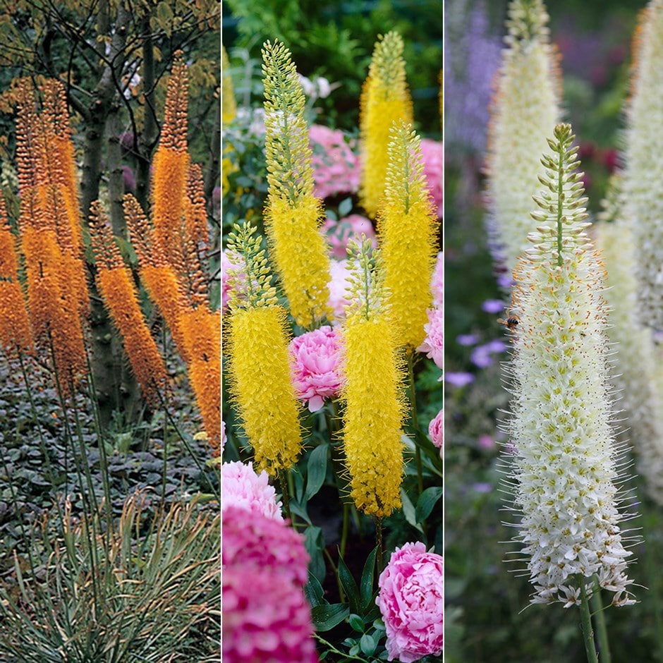 Foxtail lily collection