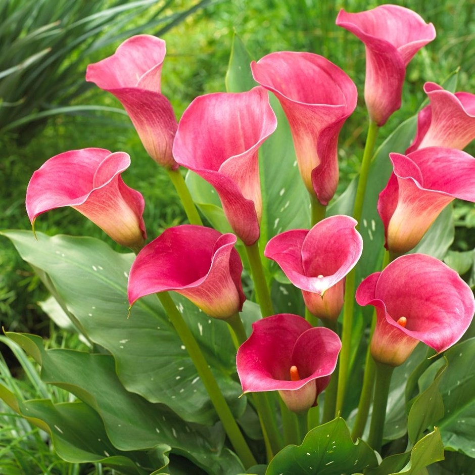 <i>Zantedeschia</i> 'Captain Romance' (PBR) (Captain Series)