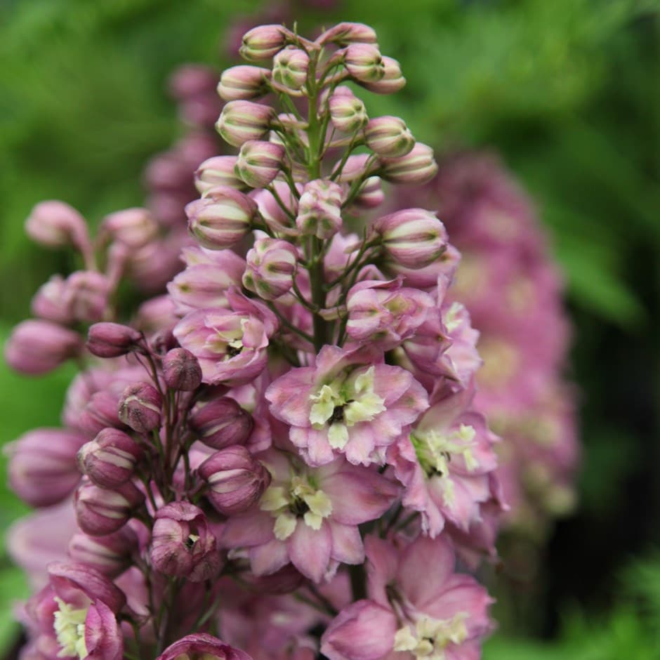 <i>Delphinium</i> 'Astolat Group'