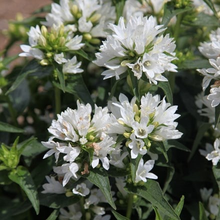 Campanula glomerata var. alba Schneekrone