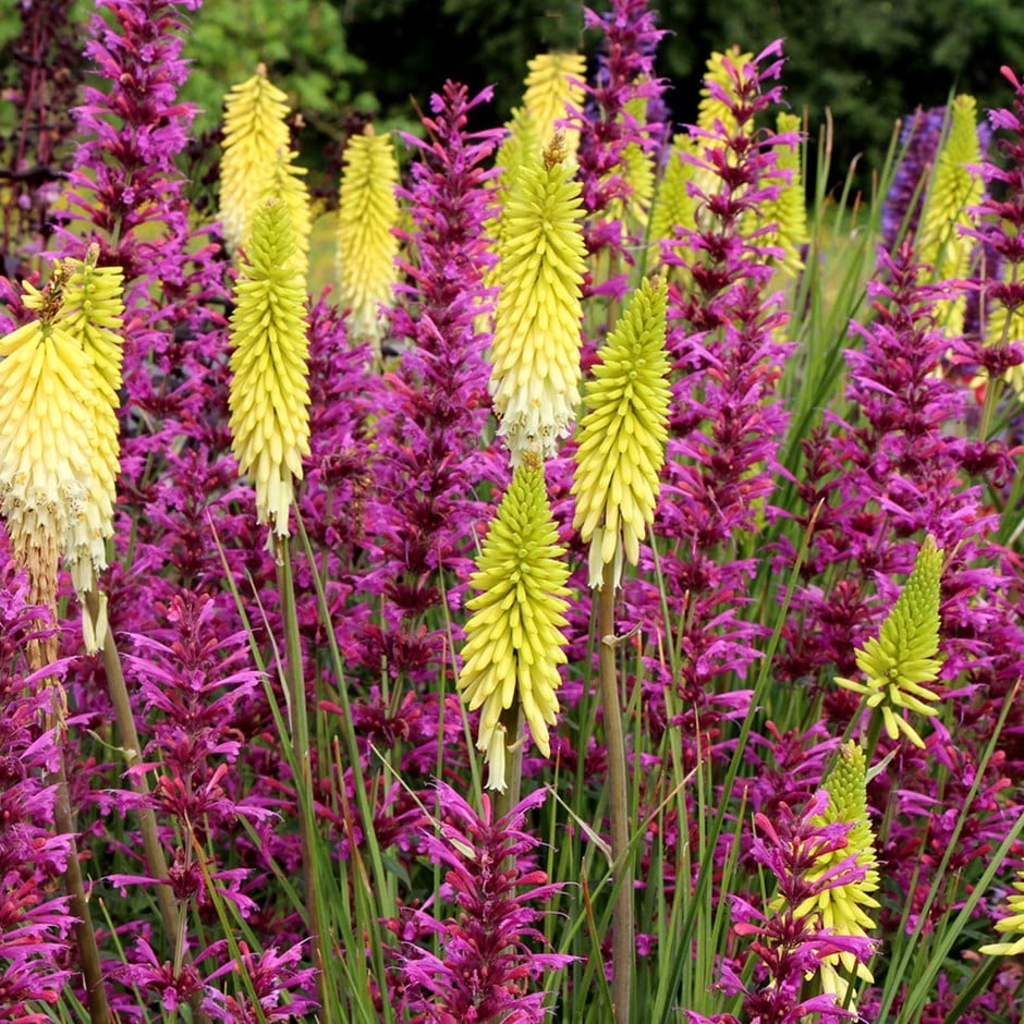 <i>Kniphofia</i> 'Pineapple Popsicle' (Popsicle Series)