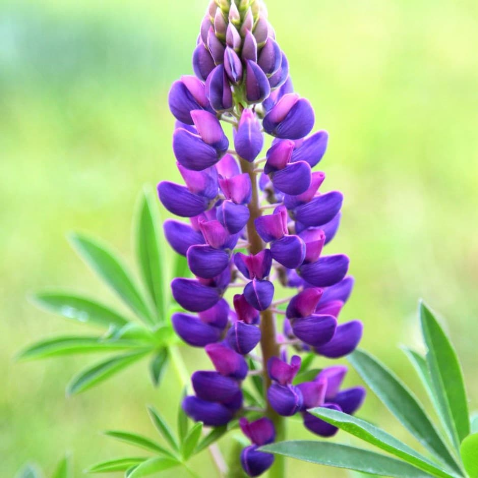 <I>Lupinus</i> 'Gallery Blue' (Gallery Series)