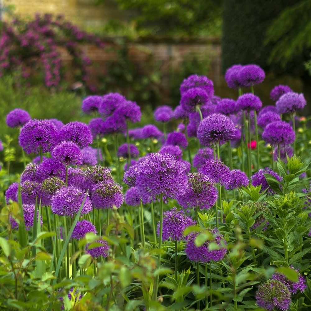Potted alliums