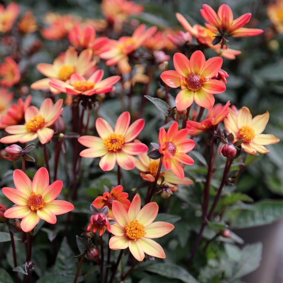 single-flowered dahlia single-flowered dahlia