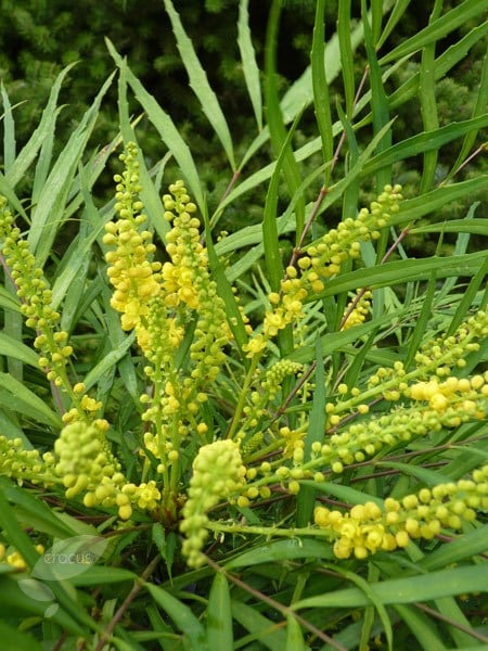 <i> Mahonia eurybracteata </i> subsp. <i>ganpinensis</i> 'Soft Caress' (PBR)