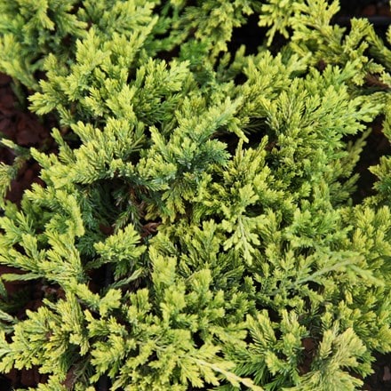 <i>Juniperus horizontalis</i> 'Golden Carpet'