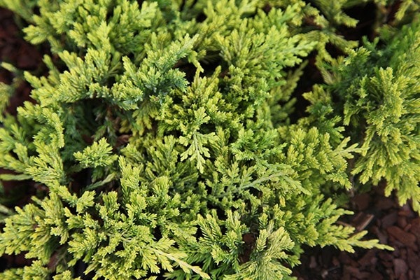 <i>Juniperus horizontalis</i> 'Golden Carpet'