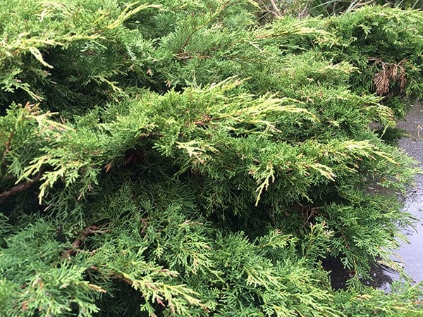 <I>Juniperus</i> × <i>pfitzeriana</i> 'Old Gold'