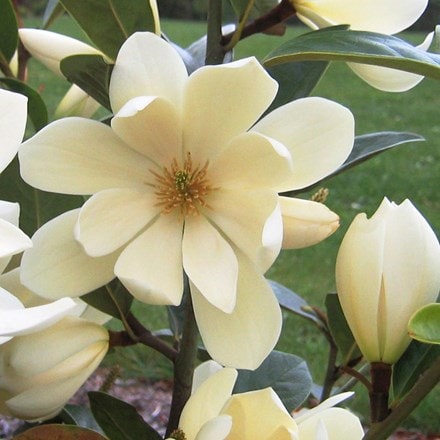 Magnolia Fairy Magnolia Cream ('MicJur02') (PBR)