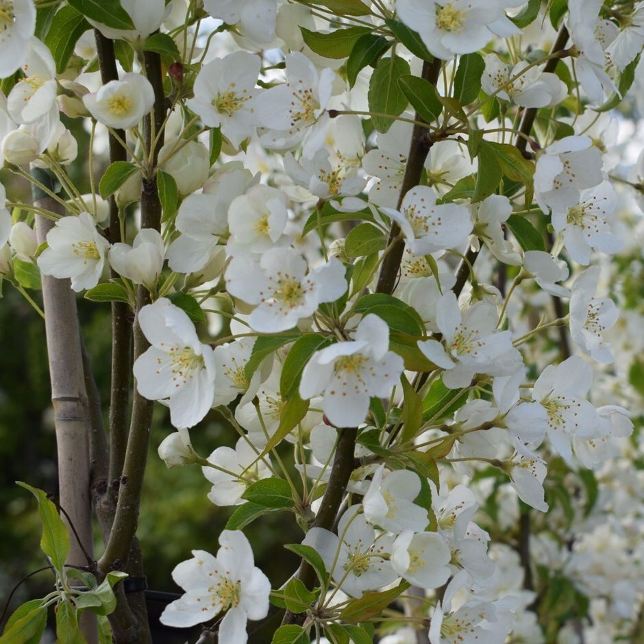 Buy crab apple Malus brevipes 'Wedding Bouquet' Delivery by Waitrose Garden in association with
