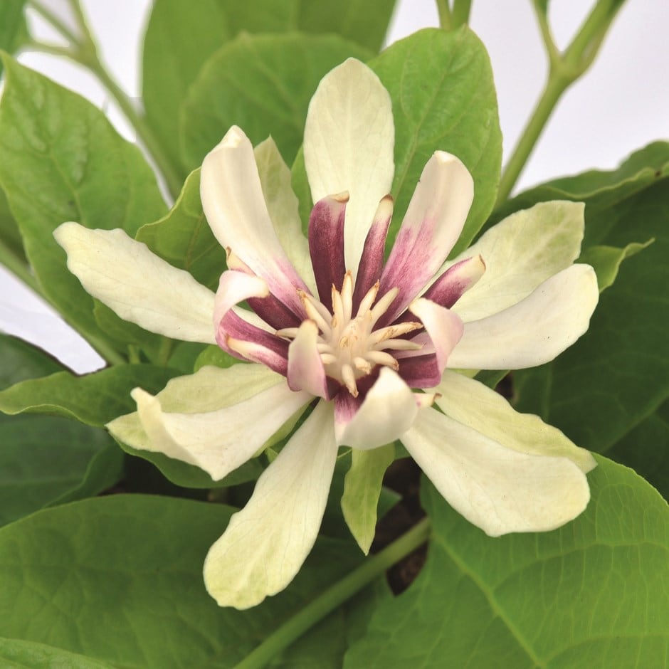 <i>Calycanthus</i> 'Venus'